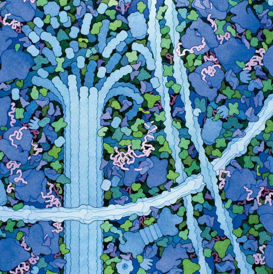 Umělecké znázornění zahuštěného prostředí uvnitř buňky.  Ilustrace David S. Goodsell, DOI: 10.2210/rcsb_pdb/goodsell-gallery-006